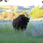 Bison Roaming Free in North Dakota