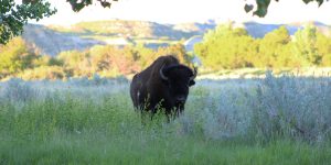 Bison Roaming Free in North Dakota