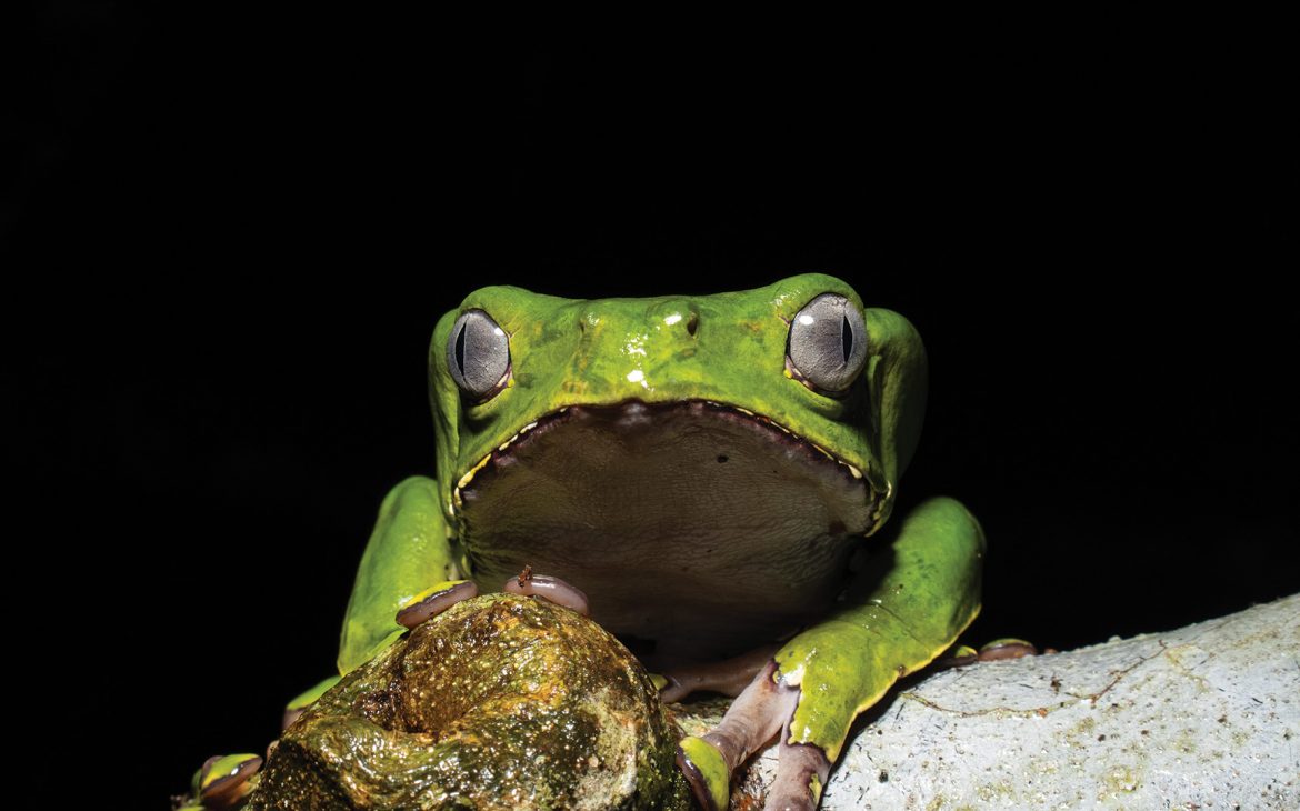 What is Kambo? Frog Medicine